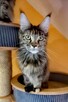 Kotka Maine Coon - 2