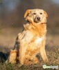 BAMBI - piękny, młody, delikatny psiak do adopcji - 3