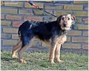 Nutka – radosna, kochająca ludzi prawie-terierka - 9
