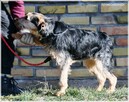 Nutka – radosna, kochająca ludzi prawie-terierka - 5