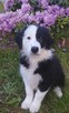 Border Collie szczeniaki - 8