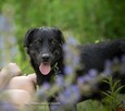 DARK – pies z pluszakiem i przeszłością szuka domu - 6