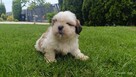 Shit tzu - 2