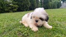 Szczeniaki shih tzu - 9