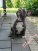 Buldog francuski BLUE niebieski piesek suczka - 3