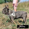 Buldog francuski BLUE niebieski piesek suczka - 11