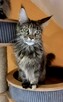 Kotka Maine Coon - 1