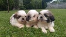 Szczeniaki shih tzu - 2