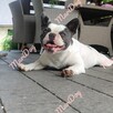 Buldog francuski BLUE niebieski piesek suczka - 15