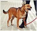 Śliniak –chciałby cieszyć się z życia obok swojego człowieka - 3