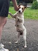 FOXI to ideał na czterech łapkach - 4