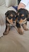 Airedale Terrier - 5