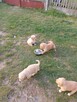 Golden retriever - 8