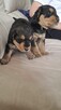 Airedale Terrier - 4