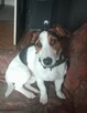 Jack Russel Terrier Reproduktor - 2