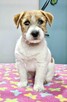 Jack Russell Terrier FCI ZKWP suczka piesek - 5