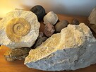 Skamieniałości i minerały - 3