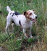 FOXI to ideał na czterech łapkach - 2