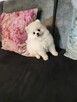 Pomeranian suczka - 2