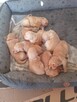 Golden retriever - 9