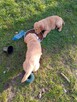 Golden retriever - 2