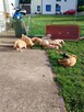 Golden retriever - 4