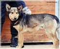 Ferdek – bardzo socjalny pies, czy dostrzeżesz jego piękno? - 4