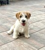 Jack Russell Terrier FCI ZKWP suczka piesek - 2