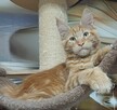 Maine Coon kocurek Rodowód FPL - 2