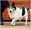 Daro–nie pozwól, by jego piękne oczy jak guziczki przygasały - 6
