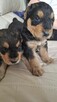 Airedale Terrier - 3
