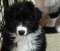 Border Collie szczeniaki - 7