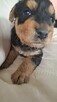 Airedale Terrier - 6