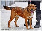 Tosiek – daj się zaczarować temu radosnemu młodzieńcowi - 5