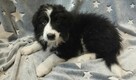 Border Collie szczeniaki - 6