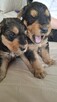 Airedale Terrier - 2