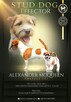 Jack Russell Terrier FCI ZKWP suczka piesek - 6