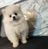 Pomeranian suczka - 3