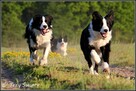szczeniaki psy Border Collie suczki rodowód ZKwP FCI - 2