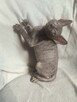 Cornish rex devon rex kot, kotek kotka Hod. Urok Życia WCF - 5