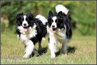 szczeniaki psy Border Collie suczki rodowód ZKwP FCI - 5