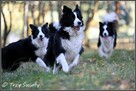 szczeniaki psy Border Collie suczki rodowód ZKwP FCI - 3
