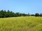 Działka z linią brzegową jeziora Wygryny w Wygrynach - 5
