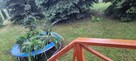 Zamienię budynek przeznaczony na agroturystykę/mieszkania - 4
