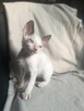 Kotki ,kocięta, kot cornish rex, devon rex Hod.Urok Życia WCF - 3