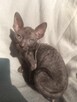 Cornish rex devon rex kot, kotek kotka Hod. Urok Życia WCF - 4