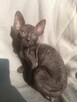 Cornish rex devon rex kot, kotek kotka Hod. Urok Życia WCF - 2