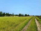 Działka z linią brzegową jeziora Wygryny w Wygrynach - 4