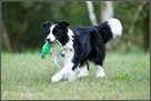 szczeniaki psy Border Collie suczki rodowód ZKwP FCI - 4