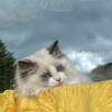 Kotki ragdoll FPL - 4